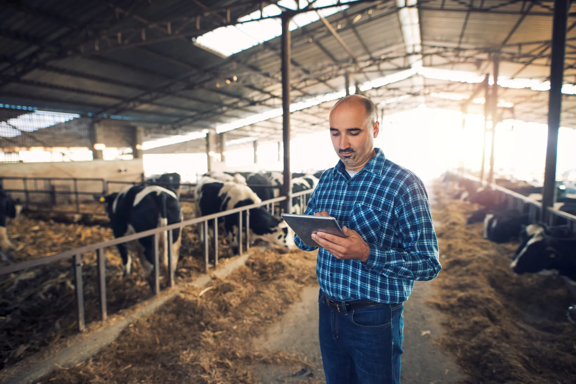 How Does Digital Livestock Farming Technology Affect Agriculture?